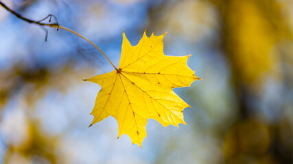 Obraz premium Autumn yellow leaves of maple tree in autumn park. Yellowed maple leaves on blurred background. Golden autumn concept. Copy space