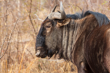 Portrait of blue wildebeest Connochaetes taurinus at Pilanesberg National Park, South Africa
