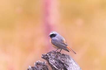 Colirrojo real en el posadero