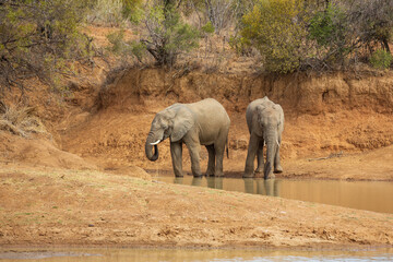 Fototapeta na wymiar Two elephants drinking water at Ruighoek Dam, Pilanesberg National Park, South Africa