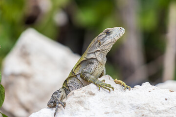 Enfoque selectivo de una iguana joven salvaje en las rocas contra un fondo borroso