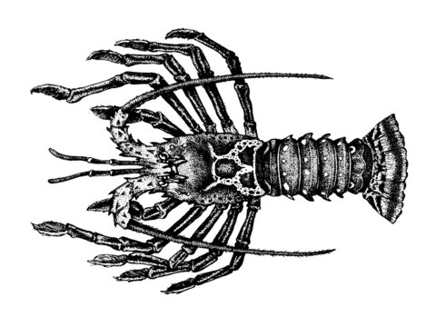 Crayfish, Rock lobsters. Achelata, Palinuridae. Seafood collection. Healthy lifestyle, delicious food. Hand-drawn images, black and white graphics.