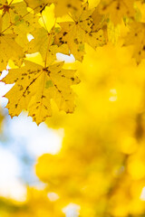 Golden autumn concept. Autumn background with yellow maple leaves. Yellowed autumn leaves on blurred background. Copy space