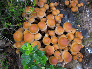 mushrooms in the forest on the stump
