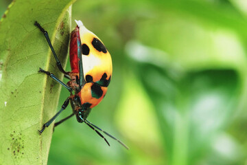 Ladybug on green leaf and doing its thing. Macro shot, Close up..