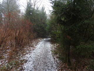 Waldweg im Winter