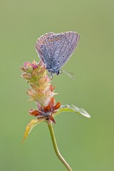 butterfly on flower