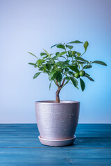 Houseplant Tangerine tree with small young green fruits in a pot. Bonsai.