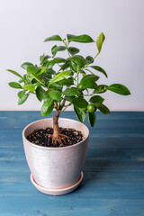 Houseplant Tangerine tree with small young green fruits in a pot. Bonsai.