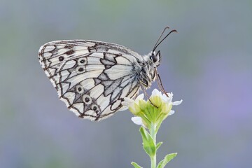 butterfly on a flower