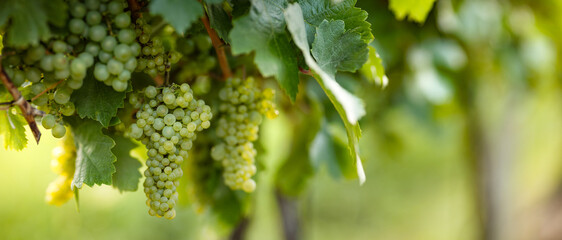 Bunch of white grapes on the vine bush at the vineyard plantation, close up view
