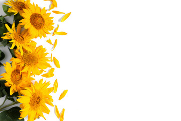 Yellow flowers sunflowers on white background. Flat lay, top view, copy space