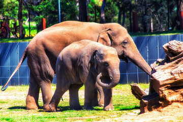 Fototapeta na wymiar Animal two elefants dubbo