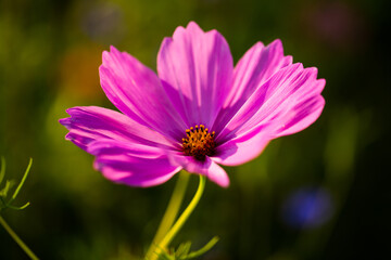 Fototapeta premium wildflowers on the meadow, summertime, gardening, bee