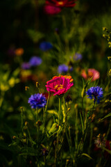 wildflowers on the meadow, summertime, gardening, bee