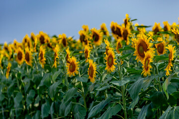 row of sunflowers facing the sun in one direction