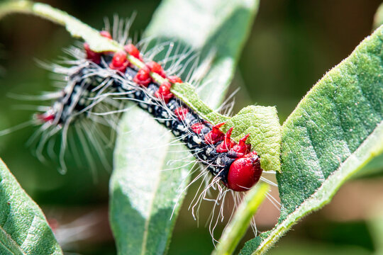 Close up of Azalea Caterpillar eating leaf