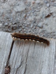caterpillar on a branch