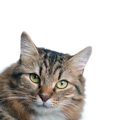 The head of a beautiful cat on a white background.