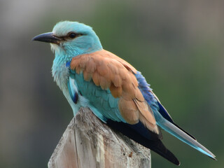 Carraca europea (coracias garrulus). Ave multicolor. Varios tonos de azul y ocres. Posada en tronco de madera