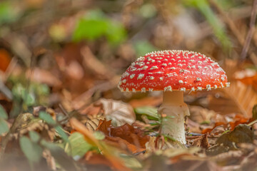 Fly mushroom