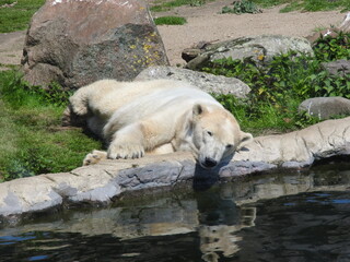 Eisbär