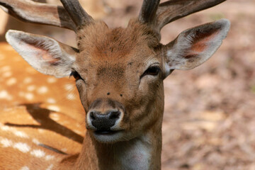 European fallow deer in close-up