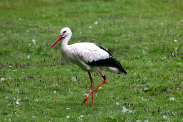 White stork on a meadow