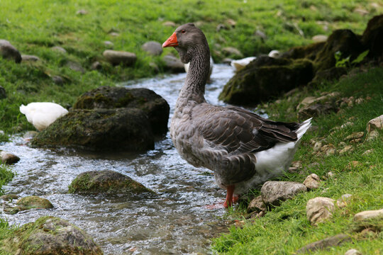 Greylag goose at a stream