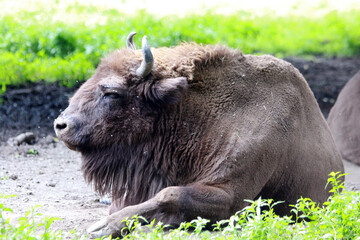 Fototapeta premium European bison while resting