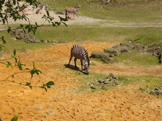 Zebra