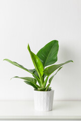 Philodendron Green Congo. Philodendron plant in white ceramic pot on white shelf against white wall. Trendy exotic house plant as modern home interior decor.