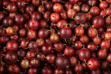 red gooseberry fruits close-up, background, macro photo