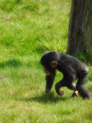 Affe