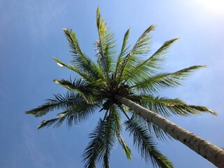Fototapeta na wymiar Palm Tree In The Sky