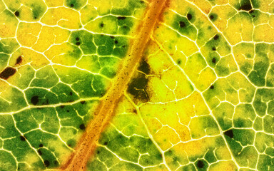 Fallen leaf, parts of it colored yellow orange and dark brown spots, microscope detail image width...