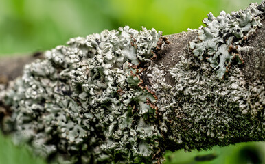 Tube lichen, also known as monk's-hood - Hypogymnia physodes - growing on tree branch, closeup detail, blurred grass background