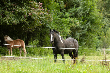 Fototapeta premium Ein Maul voll Gras kommt gut