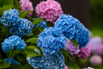 Kühles Wetter hintert die Hortensie nicht am blühen