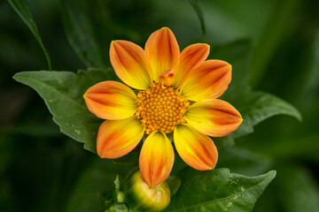 Dahlia coccinea orange flower in summer cottage garden