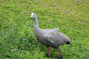 Grey Bird Flowers