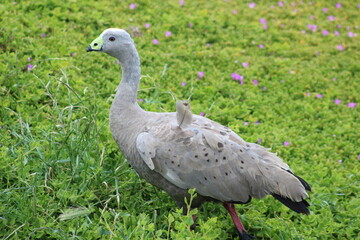 Grey bird flowers