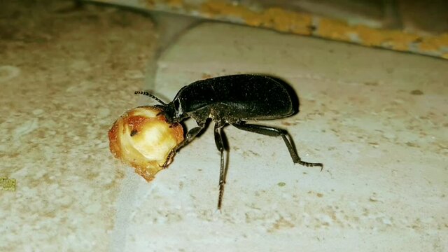 Churchyard beetle eating a cherry pit. Blaps sp.