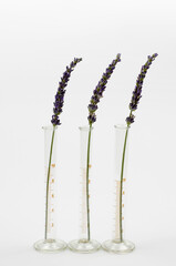 Sprigs of lavender flower in medical test tubes. Lavender oil making concept