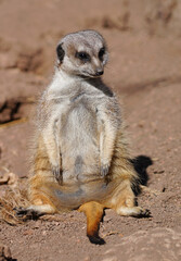 Fototapeta premium View of a meerkat (suricate Suricata suricatta) standing up