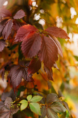 autumn leaves on the tree