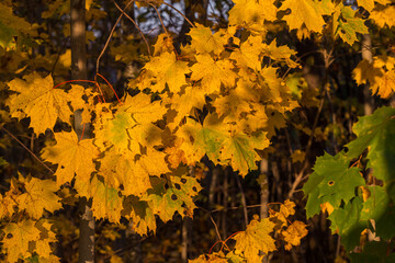 maple tree autumn yellow leafs natural photo