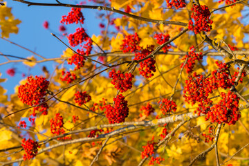 Rowan tree in autumn