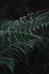 blatt, grün, natur, pflanze, baum, verzweigt, wald, gärten, gras, textur, flora, hintergrund, frisch, farnkraut, makro, tropisch, natürlich, frühling, sommer, park, laubwerk, abenteuer, reisen, jungel