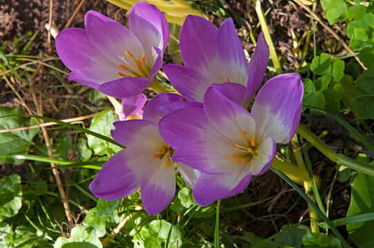 Bright purple flowers colchicum close-up against a background of green leaves in a flower garden
